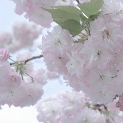 兽设物种设计灵感福瑞交流群